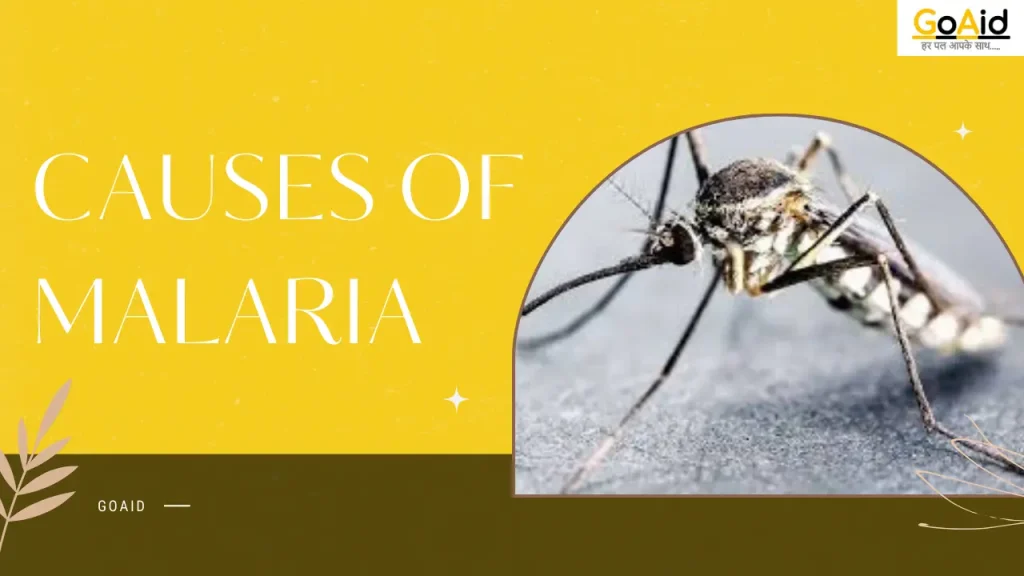 Causes of Malaria 