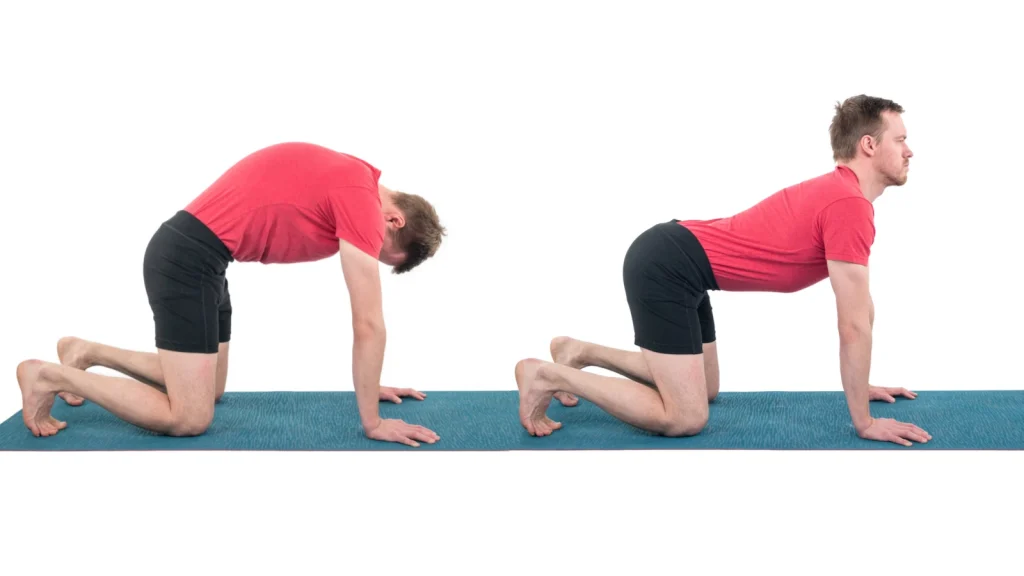 Cat-Cow Pose – Marjaryasana-Bitilasana